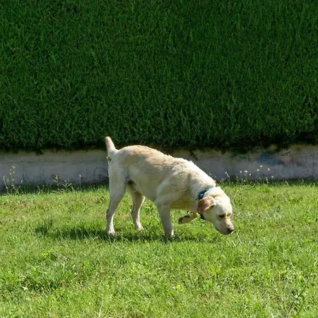 Ferienhaus In With Terrace, Air Conditioning, W-lan, Washing Machine 4928-11 Poreč